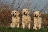 GOLDEN RETRIEVER 994